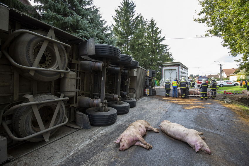 Böhönye, 2020. október 5.
Baleset helyszíne a Somogy megyei Böhönyén, a Szabadság utcában, ahol felborult egy sertéseket szállító kamion 2020. október 5-én. A jármű kétszáz állatot vitt, egy részük elpusztult vagy megsérült.
MTI/Varga György